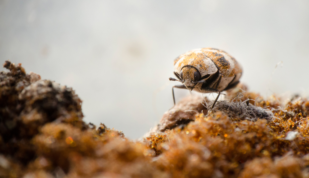 carpet beetle closeup