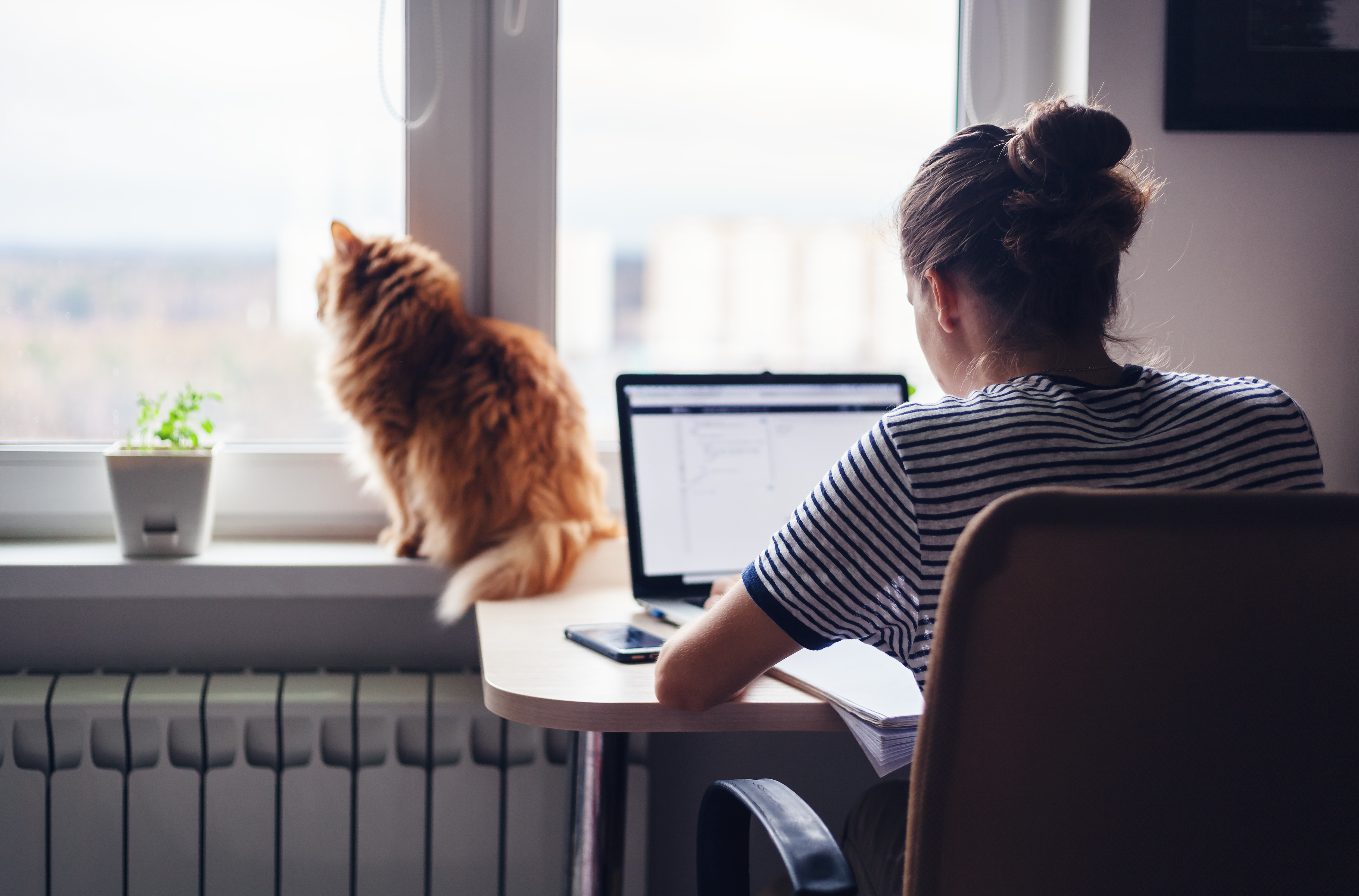 woman using computer at desk with cat