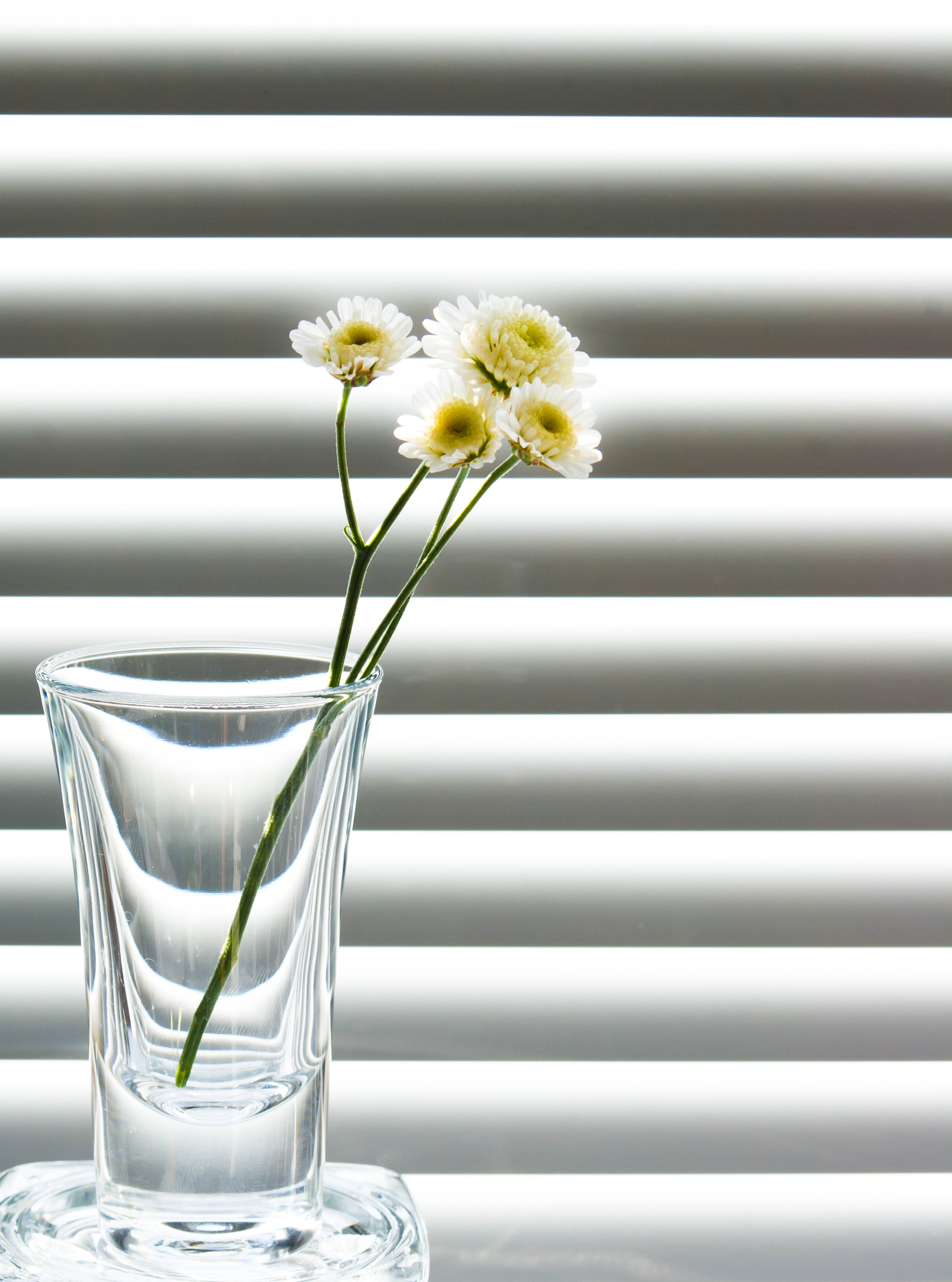 flowers in front of blinds