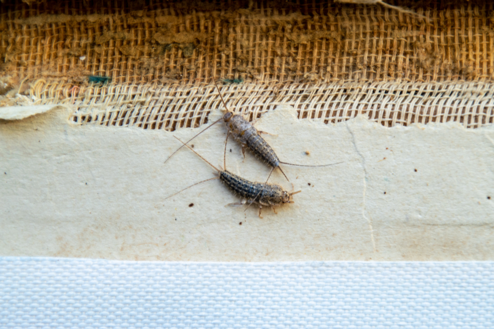 silverfish damaging flooring